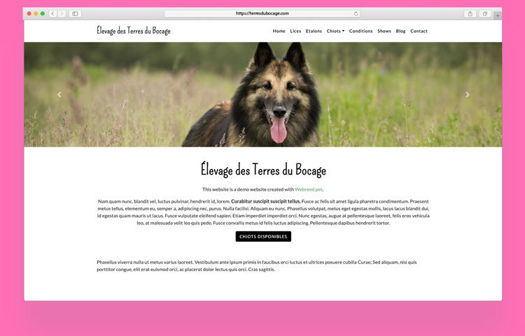 dog website
